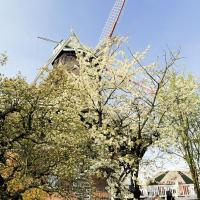 2520_3230 Bluehender Obstbaum im Alten Land - Flügel einer Windmühle. | 